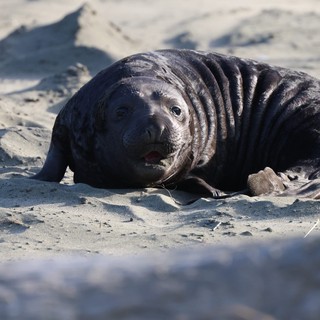 Young Elephant Seal Pup Resting on Sandy Beach