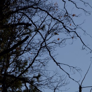 Bare Winter Branches Against Twilight Sky in Yosemite