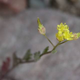 A tiny bloom thriving on a rocky surface