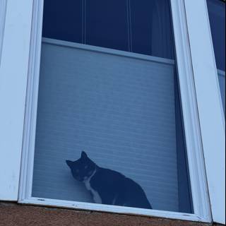 The Window Watcher