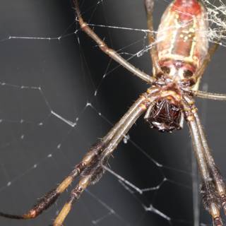 Red-legged Garden Spider