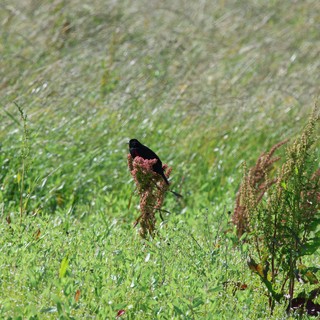 Red-winged Blackbird Perched on Wildflower in Grassland
