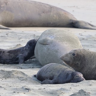 Elephant Seal Family Resting on Sandy Beach