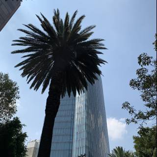 Tall palm tree against modern office building