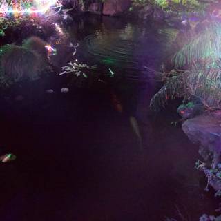 Illuminated Reflections in Nature