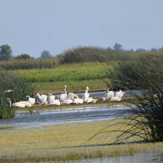 White Pelicans Resting in Yolo Bypass Wetlands