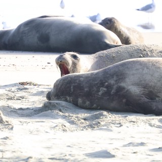 Elephant Seal Vocalizing at Drakes Beach Colony
