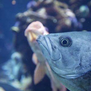 Close-Up Portrait of Gray Fish in Aquarium