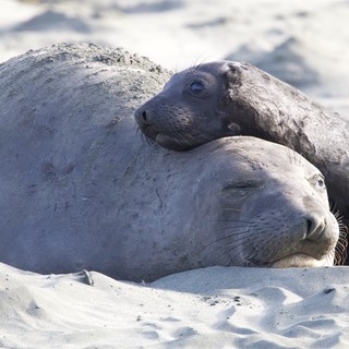 Elephant Seal Mother and Pup Resting on Sandy Beach