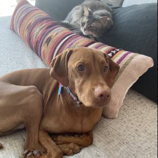 Home Decor: A Canine and Feline Companionship