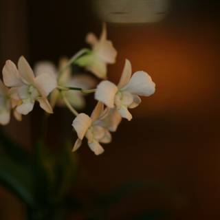 A Serene White Orchid