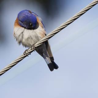 Perched in Serenity