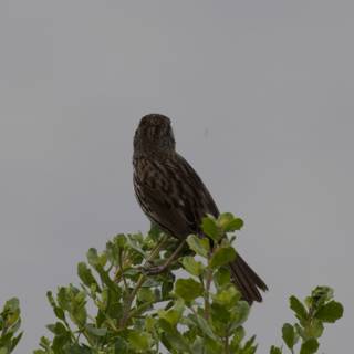 A Moment of Perch