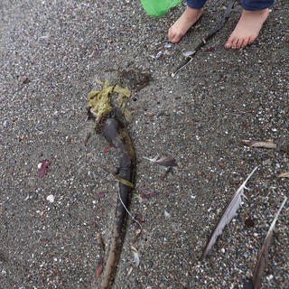 Child Explores Washed-Up Seaweed on Sandy Beach