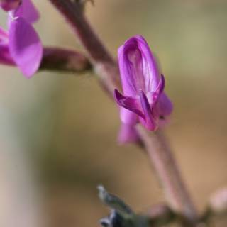 Purple Geranium