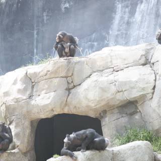 Gathering of Primates