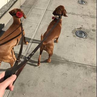 Two Canines on a Leash along The Broad
