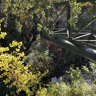 abandoned bridge in forest
