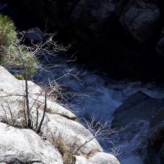 Resilient Trees Clinging to Granite Above Rushing Winter Waters