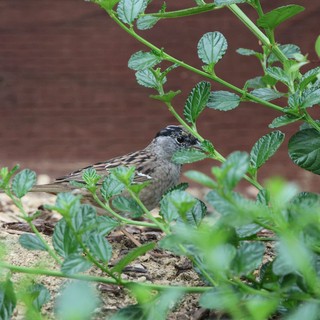 backyard or garden