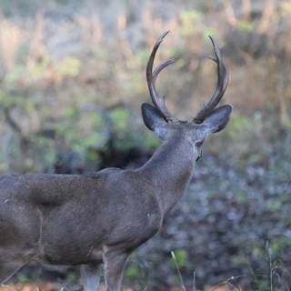 Majestic Morning Encounter
