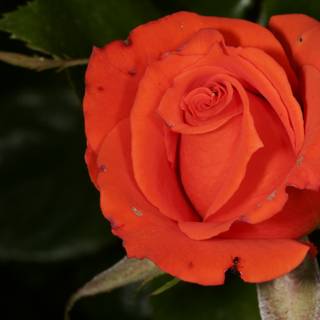 Vibrant Orange Rose