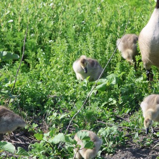Canada Goose Family Foraging in Wetland Grassland