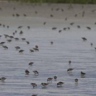 Dance of the Sandpipers