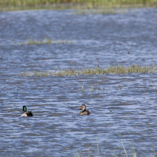 Mallard Pair Swimming in Wetland Waters