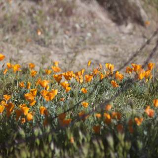 A Field of California Poppies