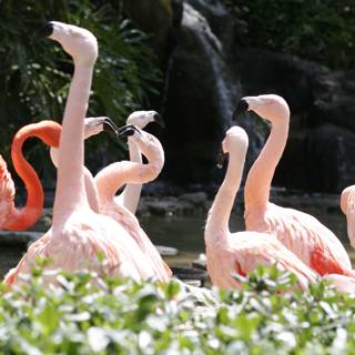 Flamingo Flock in the Zoo
