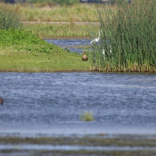 Waterfowl in Wetland Habitat with Tall Reeds
