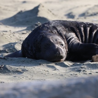 Elephant Seal Pup Resting on Sandy Beach
