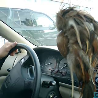 Driving with my Feathered Friend