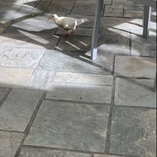 Peaceful Pigeon on Flagstone Floor