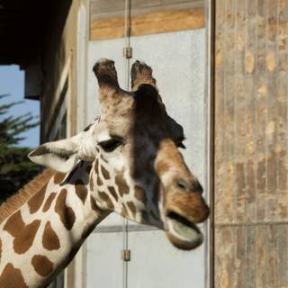 Majestic Skyward Giraffe at SF Zoo, November 2023