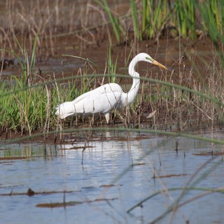 Great Egret Hunting in Shallow Wetland Waters