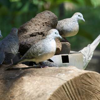 Tranquil Gathering: Doves at Honolulu Zoo