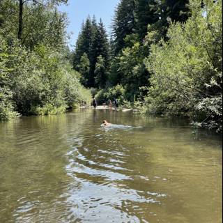 Serene Swim in a Woodland River