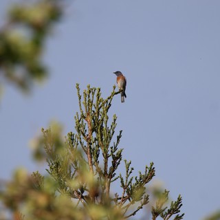 Western Bluebird Perched on Conifer at Dawn