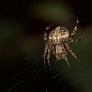 Garden Spider Weaving its Web in the Dark