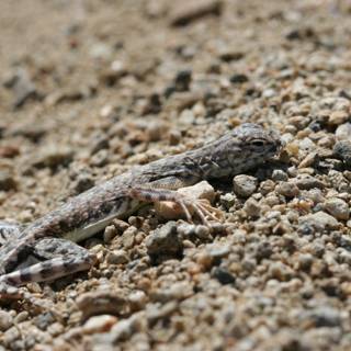 Sand-Sitting Lizard