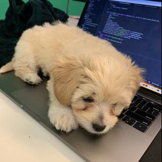 Laptop Pup
