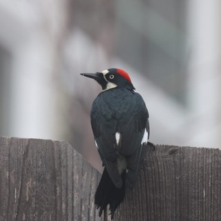 Acorn Woodpecker Perched on Weathered Wooden Fence