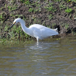 Snowy Egret Foraging in Shallow Wetland Waters