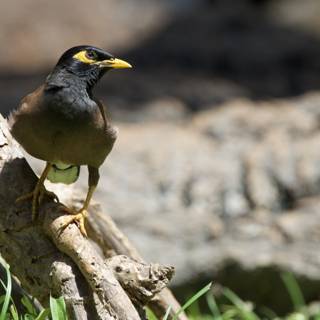 Majestic Stance - The Blackbird of Honolulu Zoo