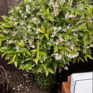 White Flowering Bonsai Tree