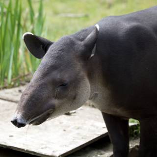 A Serene Encounter with a Tapir at SF Zoo