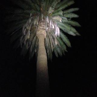 Illuminated Palm Tree in the Altadena Night Sky