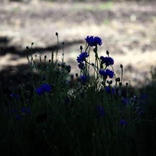Blooming Cornflowers Along the Countryside Road